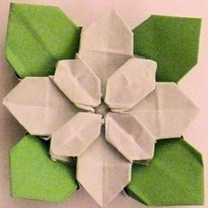 Hydrangea with leaves - standard method