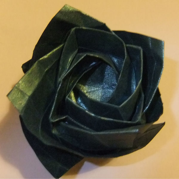 Kawasaki rose